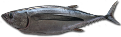 Fresh Albacore Tuna